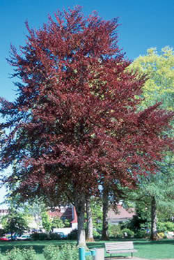 Purple Beech