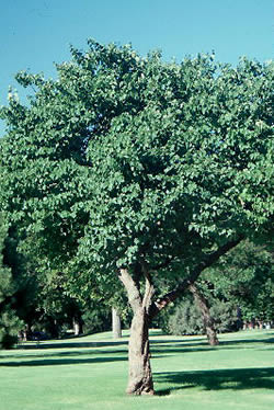 eastern redbud tree in summer