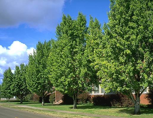 Ginko  The City of Tualatin Oregon Official Website