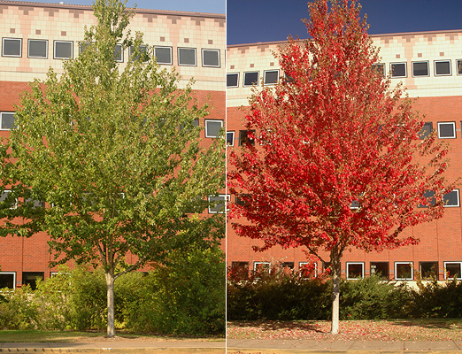 Red Sunset Maple