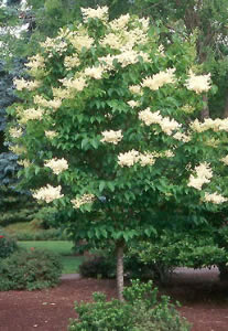 Ivory Japanese Tree Lilac
