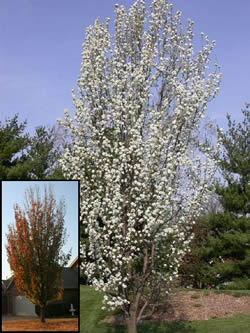 Capital Flowering Pear