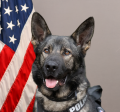 Tualatin Police K9 Boone - Patrol Dog