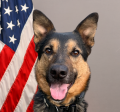 Tualatin Police K-9 Tony