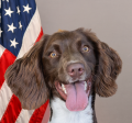 Tualatin Police K9 Drea - Drug Detection Dog