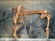 Mastodon Skeleton at Tualatin Library