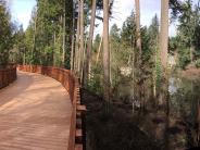Meandering wooden boardwalk with railing sounded by trees with blue sky above