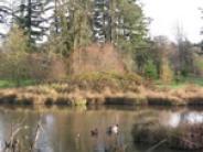 Brown's Ferry Park Pond photo