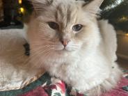 Gracie