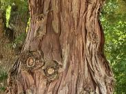Bark
