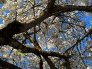 Blossoms in Spring