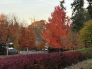 Colors of Fall