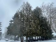 Snowy Trees