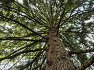 Towering Western Hemlock