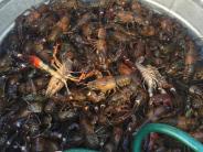 2016 Tualatin PD Crawfish & Shrimp Boil