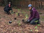 Pollinator Planting  at Ibach Park