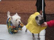 Two small dogs wearing coats