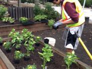 Planting a salsa garden at Jurgens Park