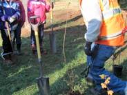 Volunteers putting down roots in Tualatin