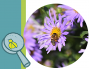 bee on flower bee on flower