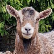 Goat