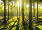 Photo of sunlight streaming through green trees.