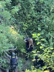 Assault Suspect Arrested out of Tualatin River