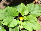 Squash blossom