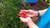 Young Woman holding red peppers