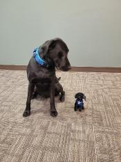 K9 Onyx and Stuffed Onyx Dog