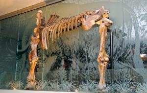 Tualatin's mastodon skeleton 
