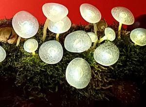Photo of lighted mushrooms sitting in moss, on a red background.
