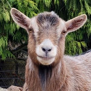 Goat-O-Rama March 27