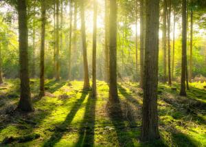 forest