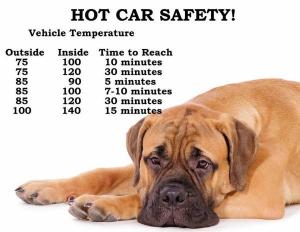 Hot Car Safety