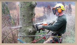 Tree felling