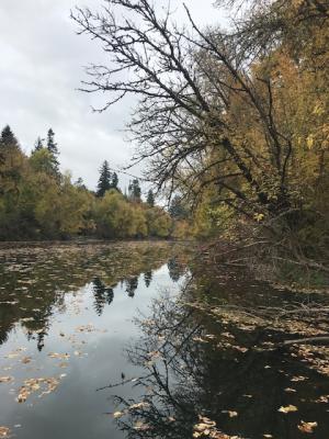 view of tualatin river with fall trees