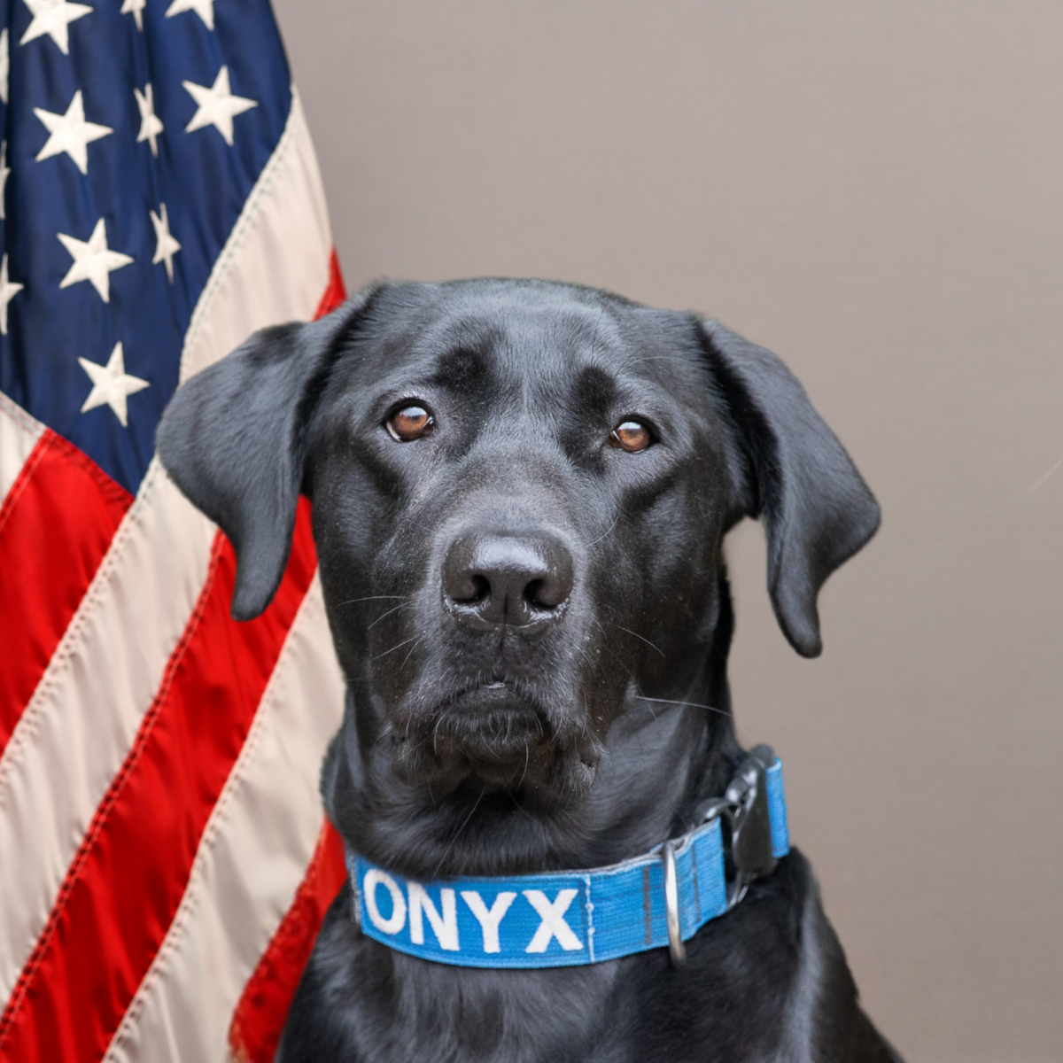 Tualatin Police K9 Onyx Tualatin Police K9 Onyx