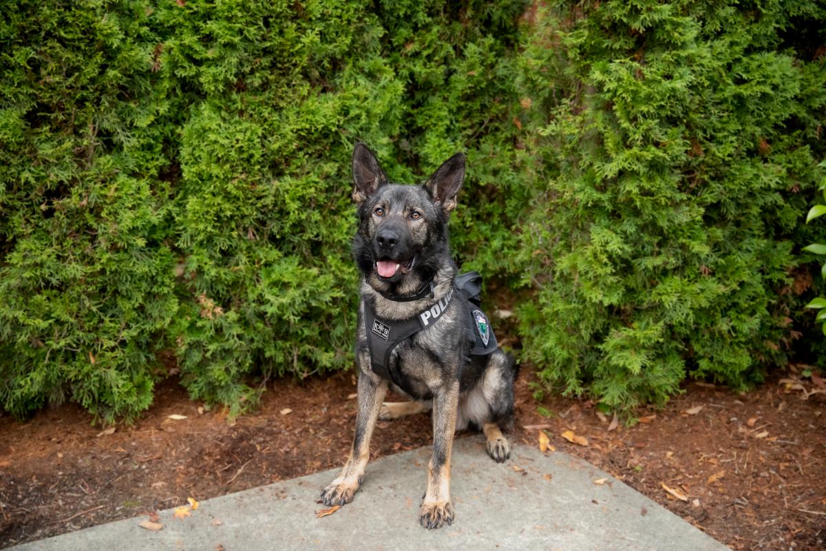 Tualatin Patrol K9 Boone