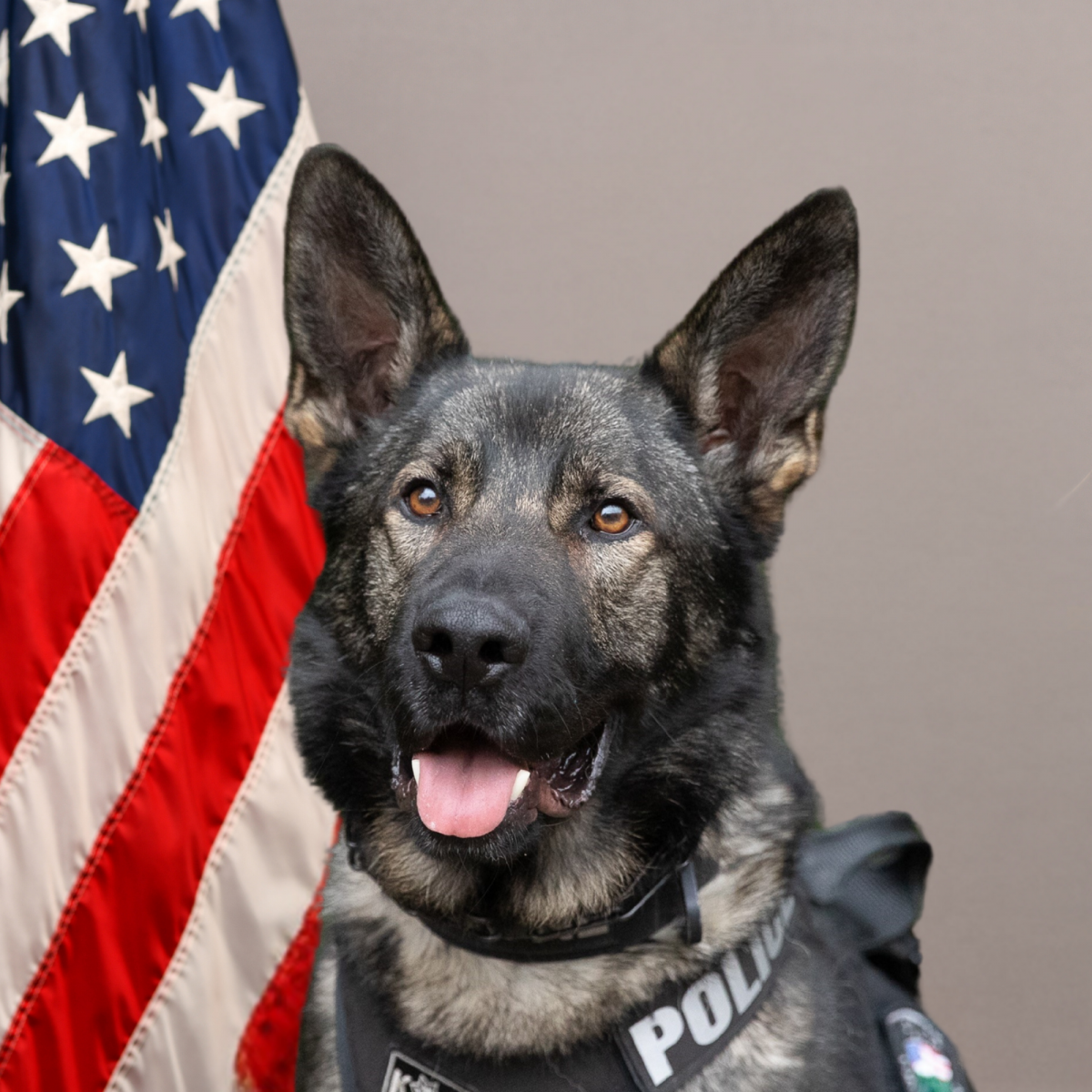 Tualatin Police K9 Boone - Patrol Dog Tualatin Police K9 Boone - Patrol Dog