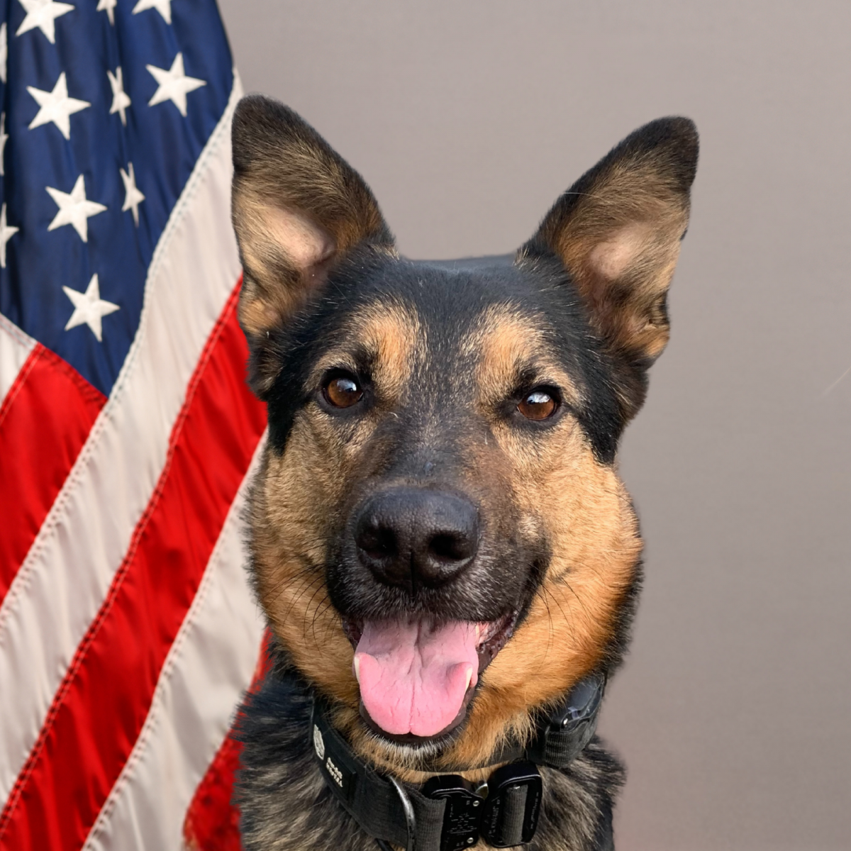 Tualatin Police K-9 Tony Tualatin Police K-9 Tony