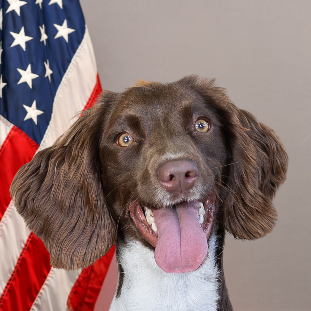 Tualatin Police K9 Drea - Drug Detection Dog Tualatin Police K9 Drea - Drug Detection Dog