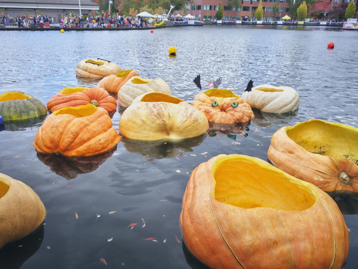 Pumpkin regatta 2025