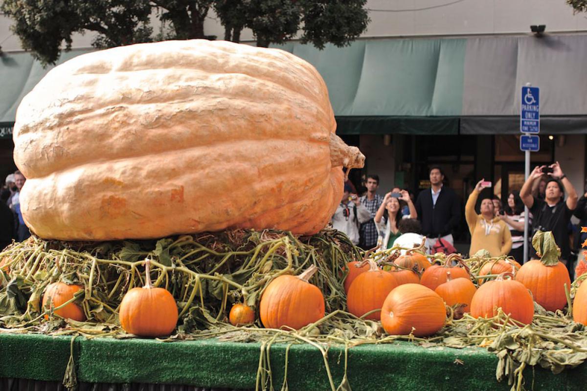 giant pumpkin