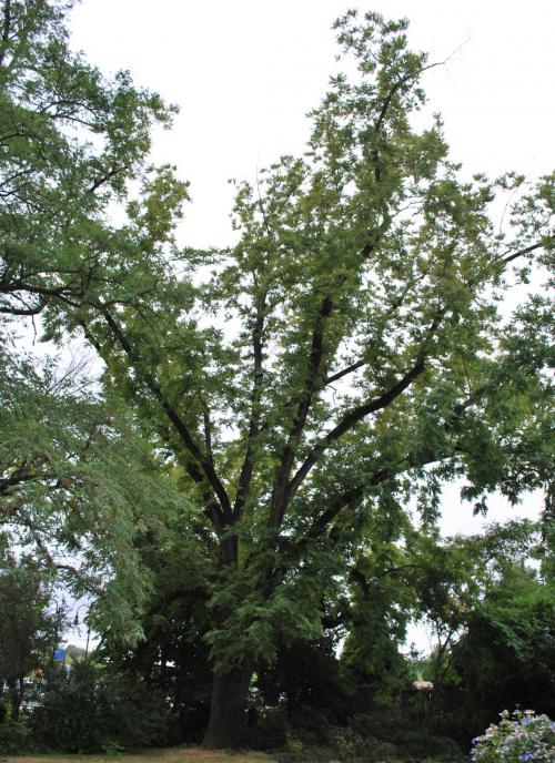 Heritage Trees The City of Tualatin Oregon Official site