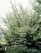 Persian Parrotia