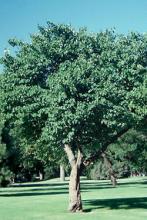 Eastern Redbud