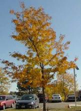 Shademaster Honey Locust