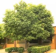 American Yellowwood