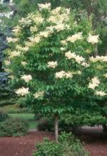 Ivory Japanese Tree Lilac
